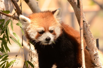 レッサーパンダ
