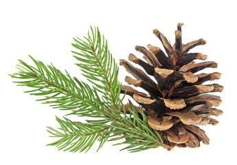 Pine cone and fir tree branch on a white background