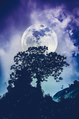 Silhouettes of tree against sky over tranquil sea. Nature background.