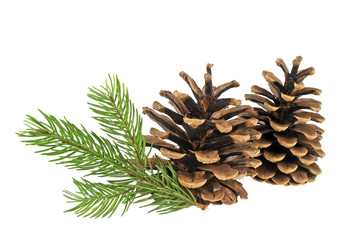 Pine cones and fir tree branch on a white background