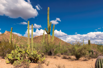 Saguaro and the mountains in the Sonoran desert of Arizona