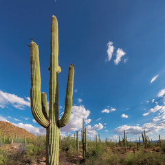 A majestic Saguaro cactus towers above the colorful Sonoran desert landscape  