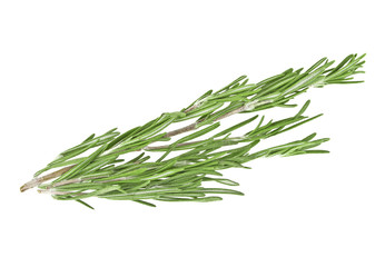 Fresh green sprig of rosemary isolated on a white background