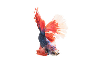 Red-Blue Siamese fighting fish, betta fish isolated on white bac