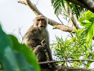 Macaque in the Jungle