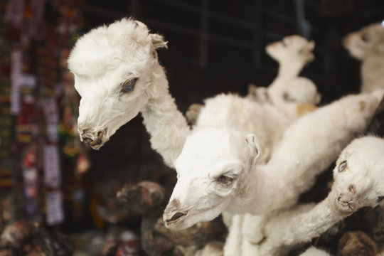 Stuffed baby llamas in Witches' Market, La Paz, Bolivia