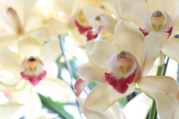 yellow orchid flower in white