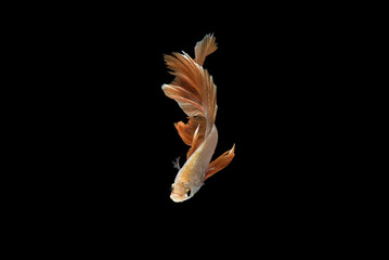 Siamese fighting fish, Orange, betta fish on black background.