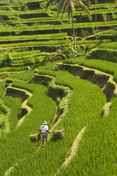 Rice terraces, with Balinese man in foreground working the terraces, near Tegallalang village, Bali, Indonesia