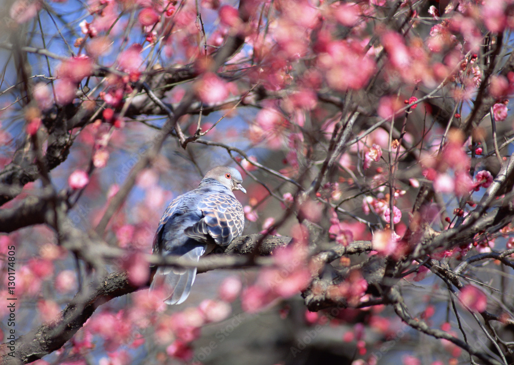 Canvas Prints Oriental Turtle Dove and Japanese Plum