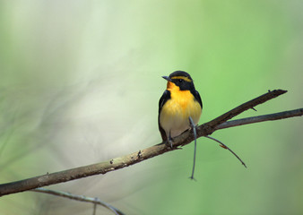 Narcissus Flycatcher