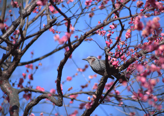 Brown-eared Bulbul and Plum