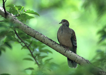 Turtledove