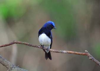 Blue-and-white Flycatcher