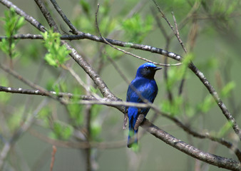 Blue-and-white Flycatcher