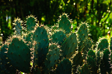 cactus take back light it High Contrast.