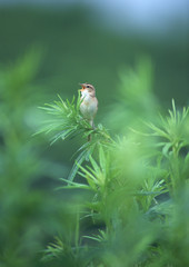 Black-browed Reed Warbler