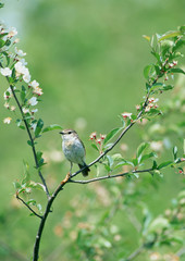 Stonechat