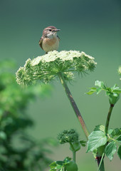 Stonechat