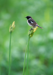 Stonechat