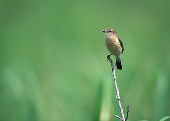 Stonechat