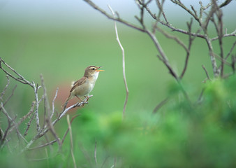 Bird on Twig