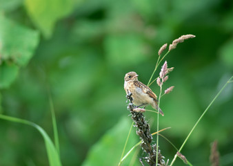 Stonechat