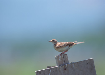 Skylark