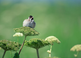 Reed Bunting