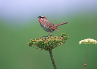 Siberian Rubythroat