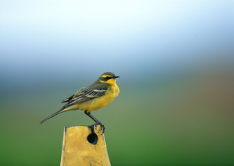 Yellow Wagtail