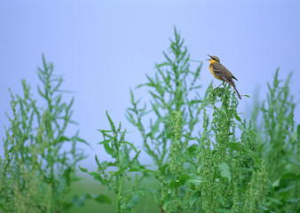 Yellow Wagtail