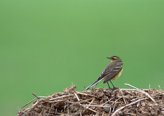 Yellow Wagtail