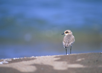 Bird on Beach