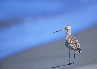 Bar-tailed Godwit
