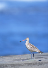 Bar-tailed Godwit