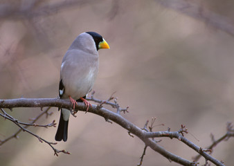 Masked Hawfinch