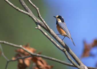 Varied Tit