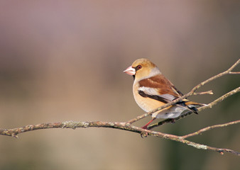 Japanese Hawfinch