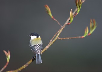 Japanese Great Tit
