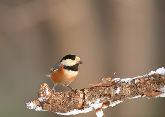 Varied Tit