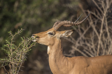Impala, Aepyceros Melampus, eating thorn bush showing his teeth in Kruger National Park, South...