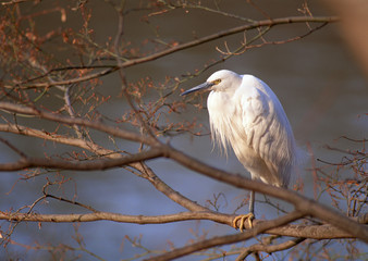 Little Egret