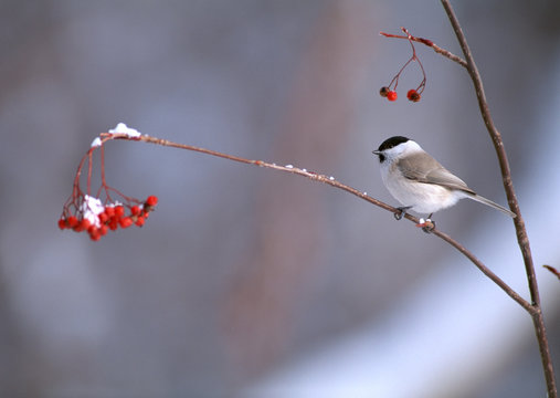 Marsh Tit
