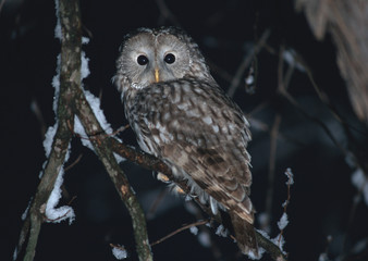 Owl
