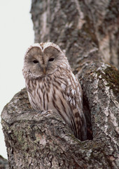 Owl
