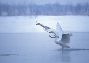Fototapeta na wymiar Whooper Swan