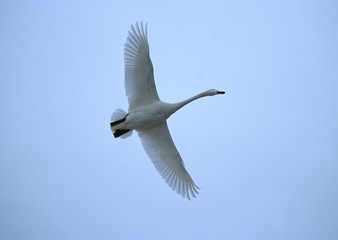 Whooper Swan