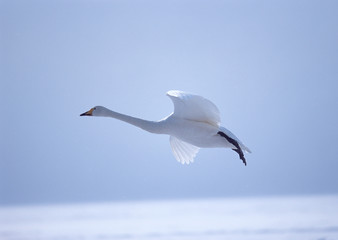Whooper Swan
