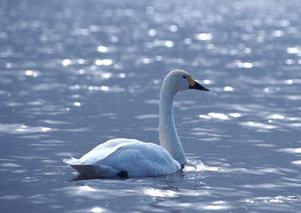 Tundra Swan